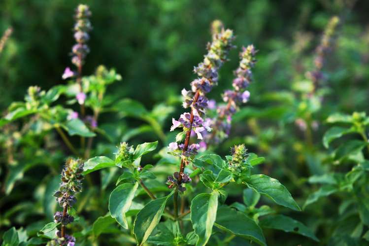 tulsi effective treatment for tonsils तुलसी के पत्ते और शहद भी टॉन्सिल में कारगर